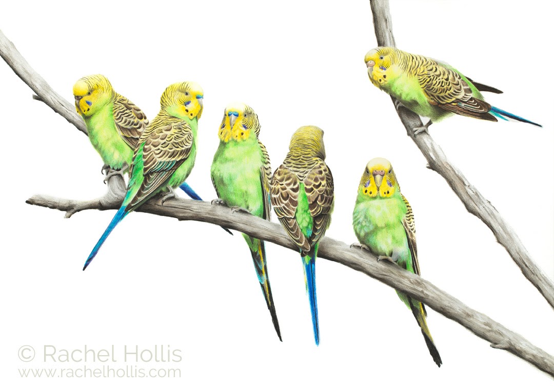 Wild Budgerigars