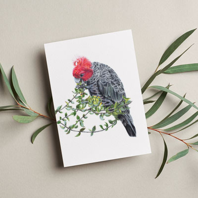 Gang-gang Cockatoo - Greeting Card