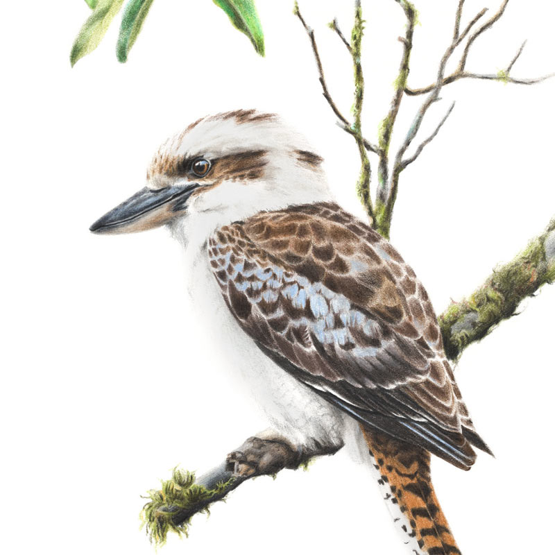 Laughing Kookaburra II Fine Art Print Australian Wildlife Art by