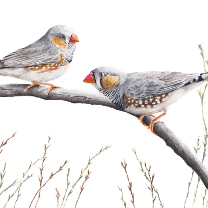 Zebra Finches Fine Art Print Australian Wildlife Art by Rachel Hollis
