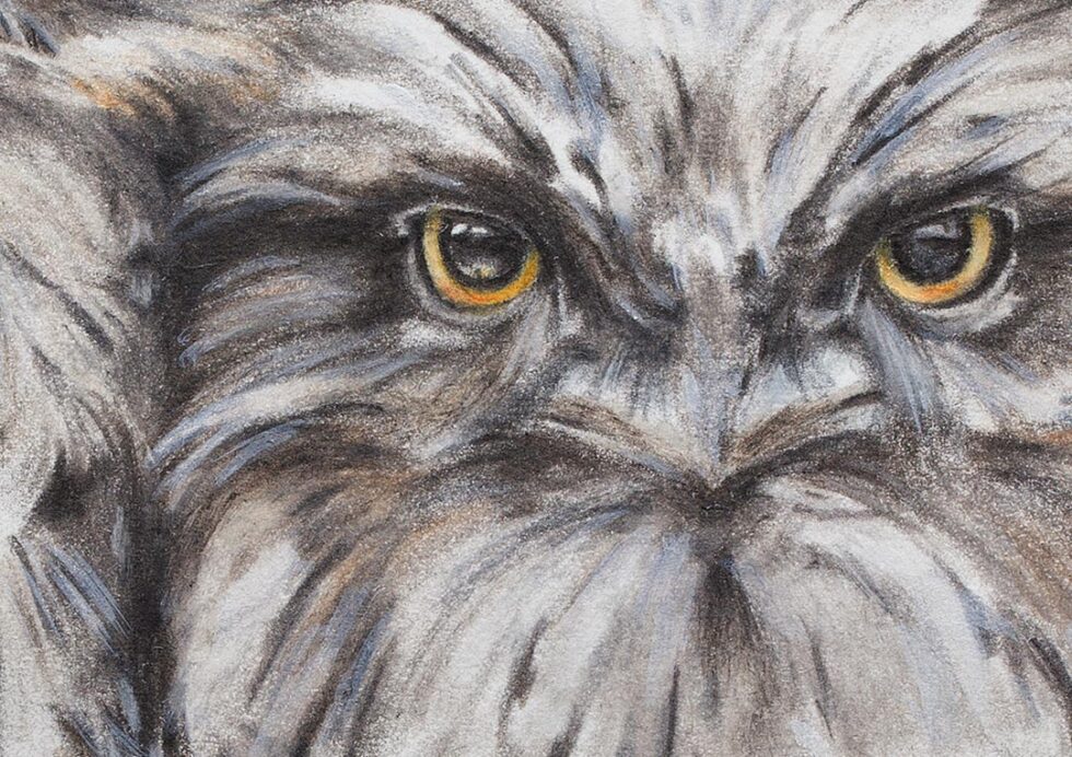 Art Print A3 Tawny Frogmouths at the Shine Dome Canberra - Stuart McMillen main image 0