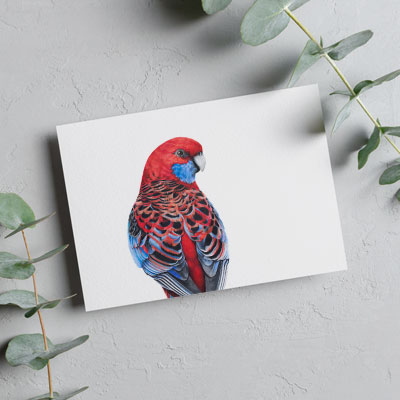 Crimson Rosella - Greeting Card