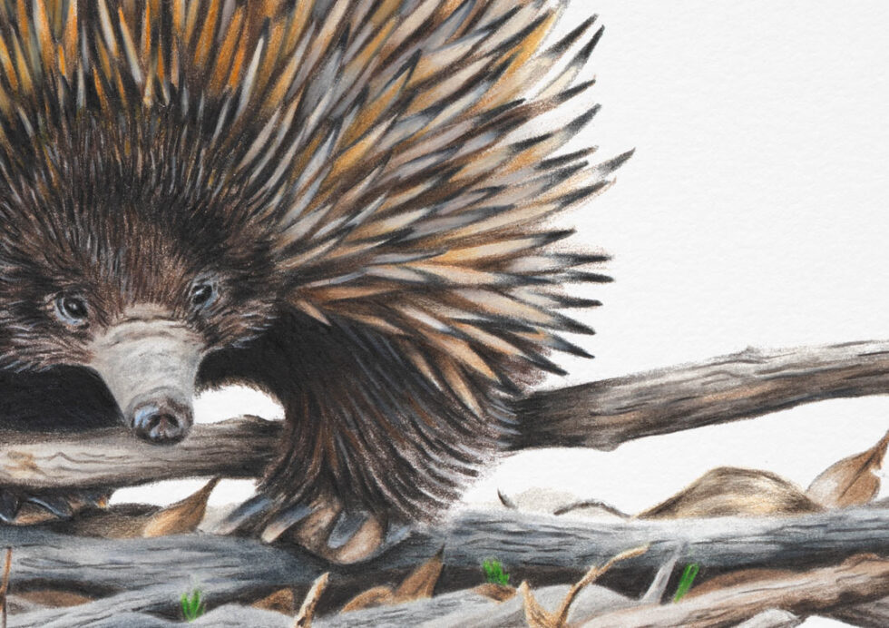 Echidna - Fine Art Print - Australian Wildlife Art by Rachel Hollis