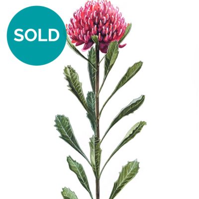 Waratah - Original Artwork