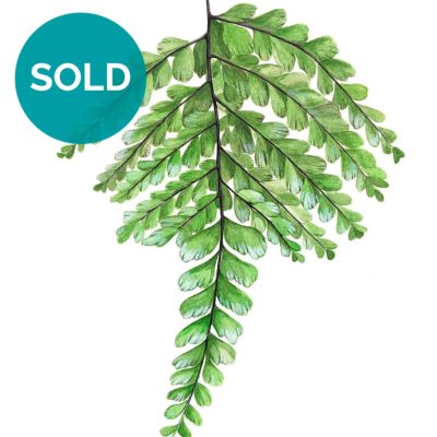 Giant Maidenhair Fern - Original Artwork