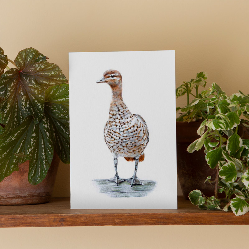 Australian Bird Greeting Card Duck Greeting Card