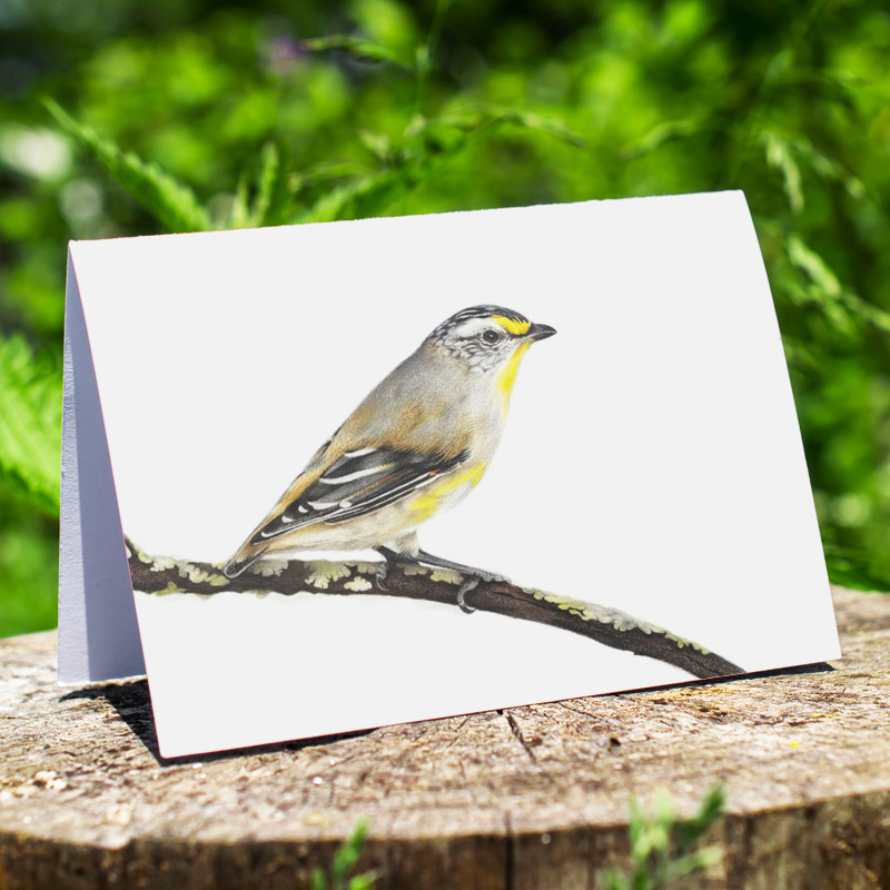 Australian Bird Greeting Card Striated Pardalote Greeting Card