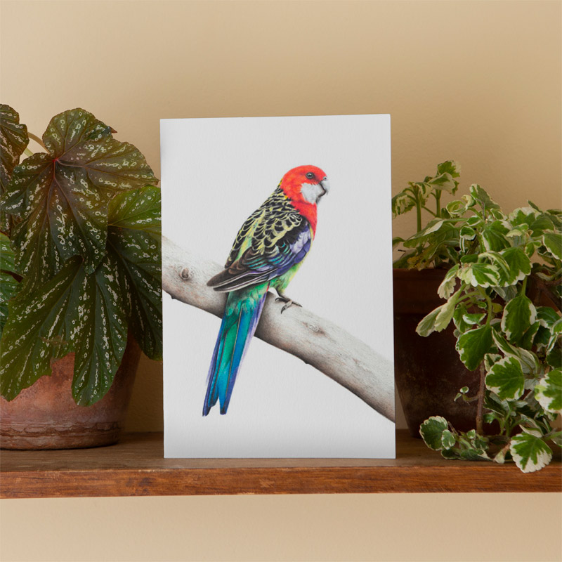 Australian Rosella Greeting Card Eastern Rosella - Greeting Card