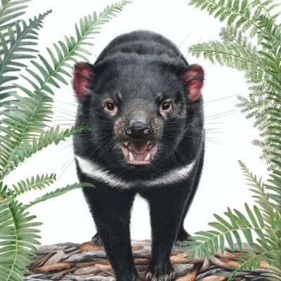 Tasmanian Devil - Fine Art Giclée Print