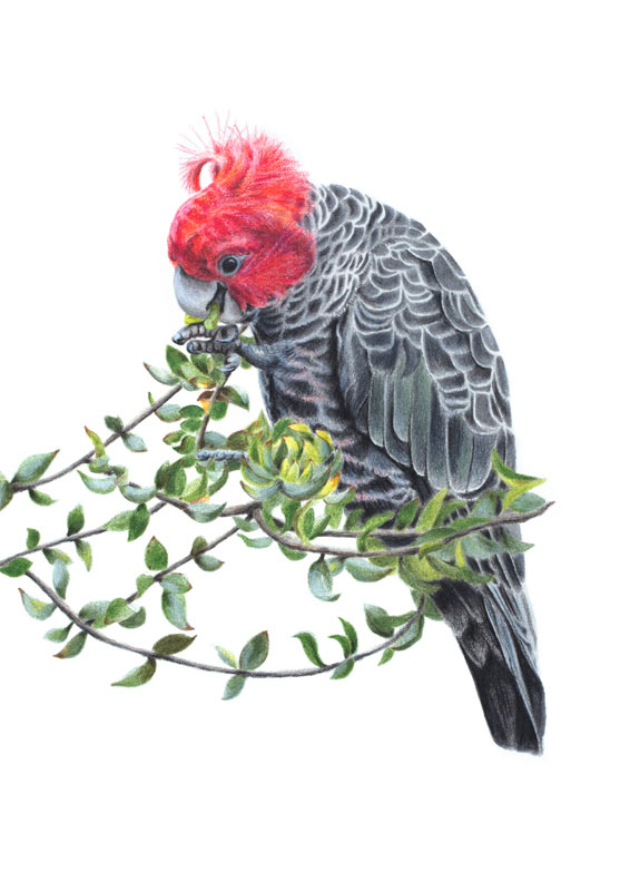 Gang-gang Cockatoo Gang-gang Cockatoo