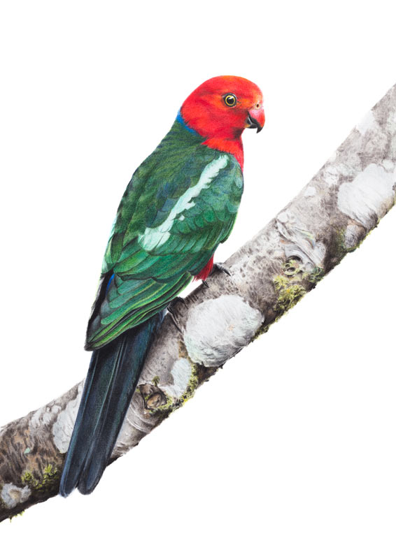 Australian King Parrot Australian King Parrot