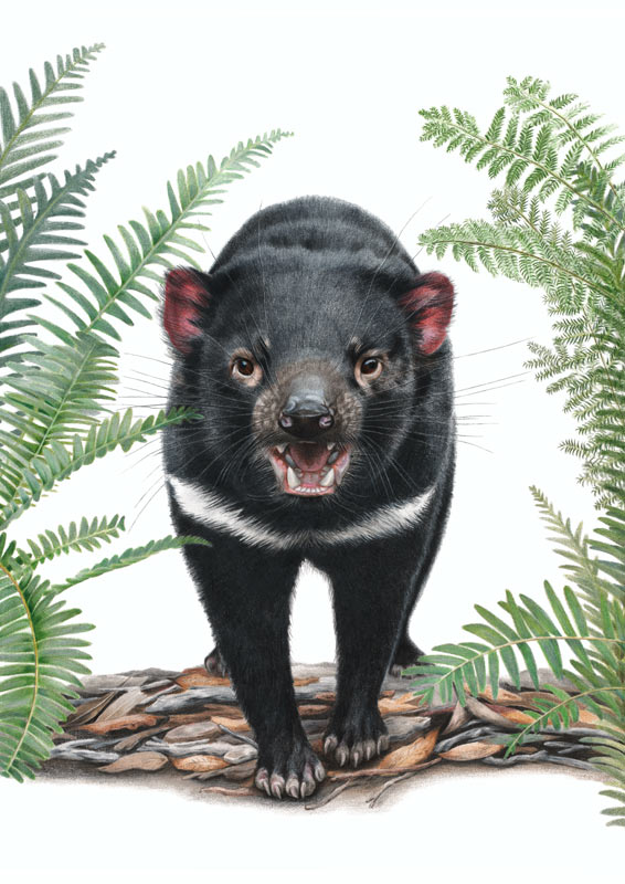 Tasmanian Devil Tasmanian Devil