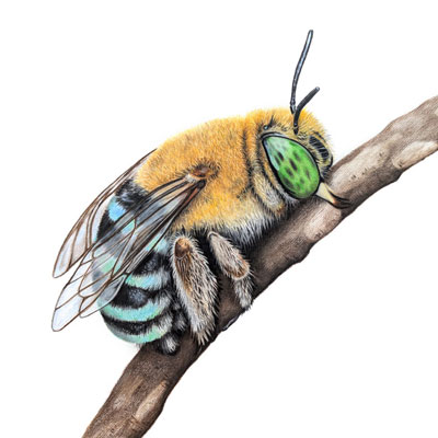 Common Blue-banded Bee - Original Artwork 9 x 12"