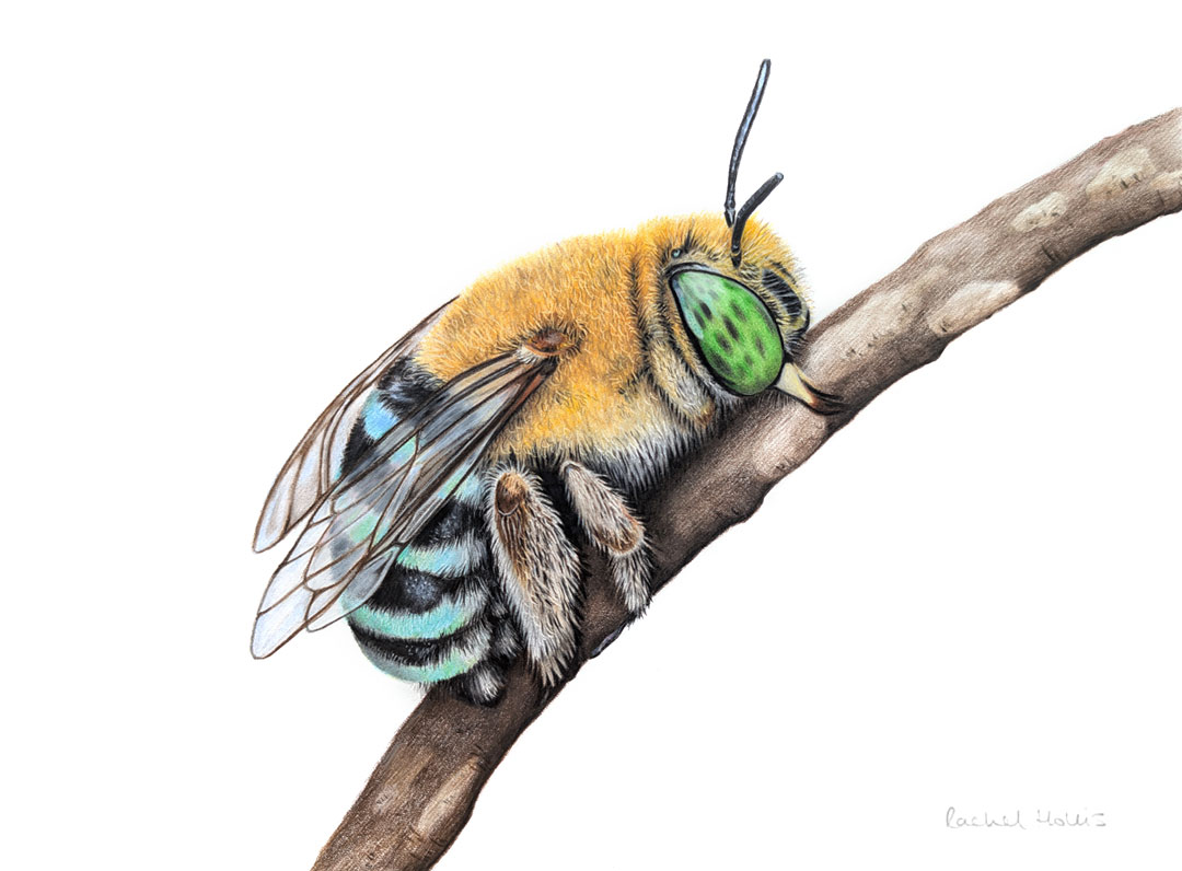 Blue-banded Bee Quokka – Original Artwork