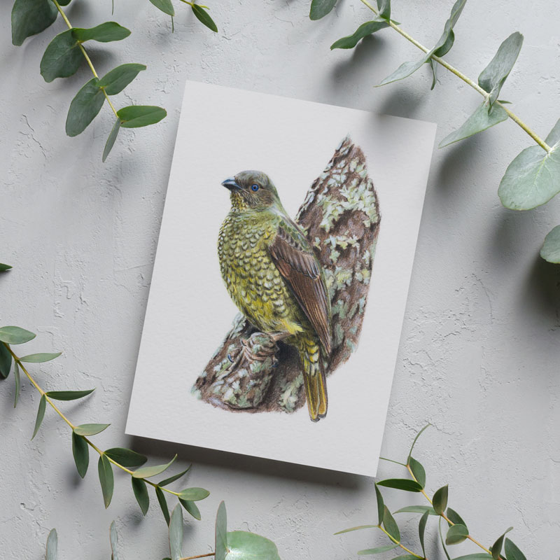 Satin Bowerbird Greeting Card Female Satin Bowerbird Greeting Card
