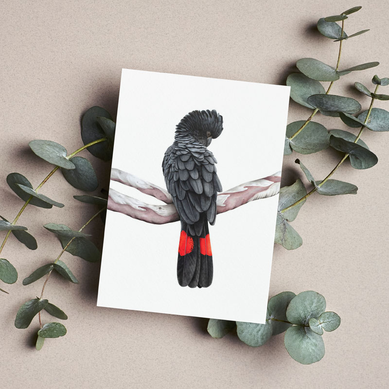 Red-tailed Black Cockatoo Greeting Card Blank greeting card of a Red-tailed Black Cockatoo.