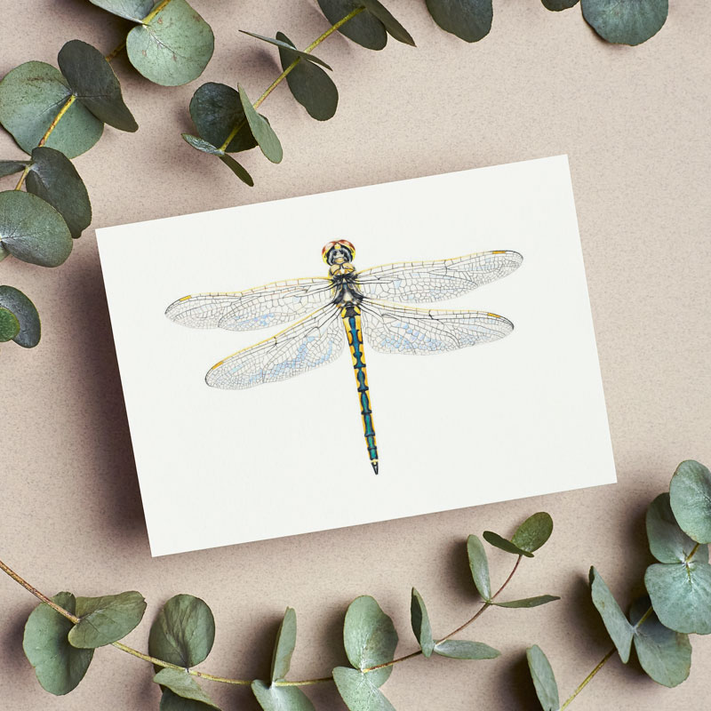 Dragonfly Greeting Card Dragonfly Greeting Card