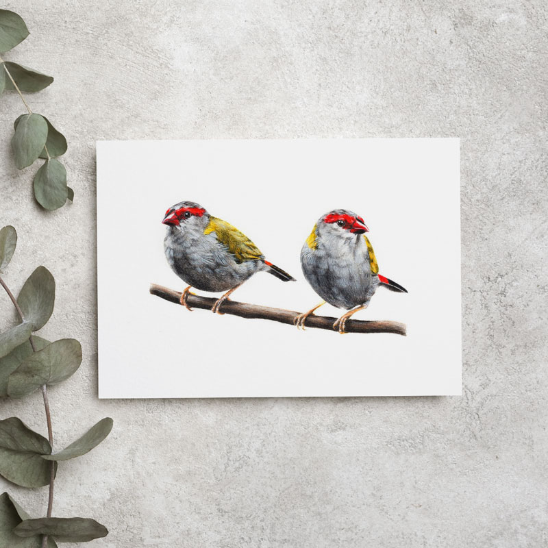 Australia Wildlife Greeting Card Gang-gang Cockatoo Greeting Card