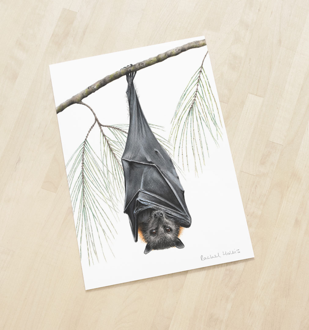 Flying Fox Print Fine Art Print - Yellow-faced Honeyeater