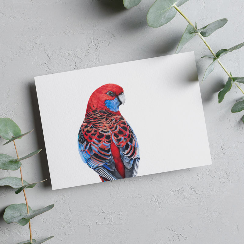 Rosella Greeting Card Crimson Rosella Greeting Card