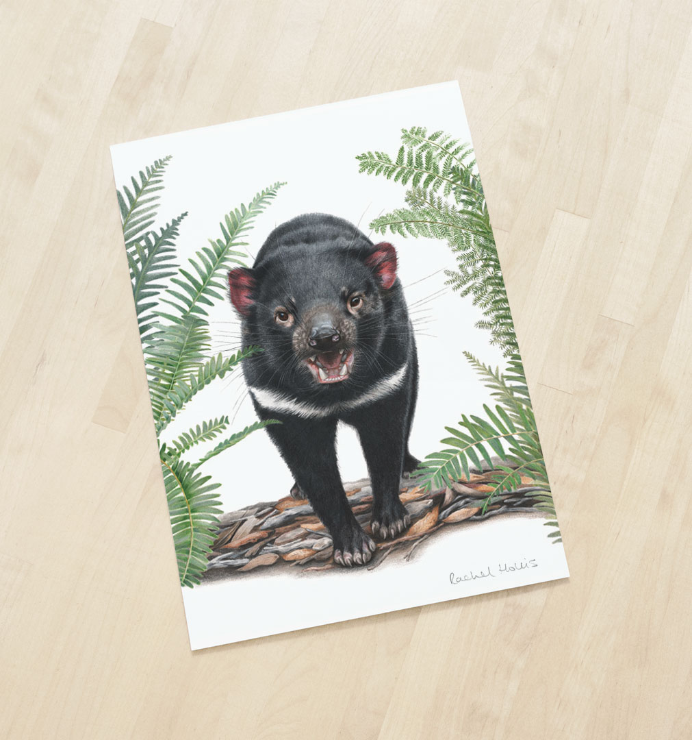 Tasmanian Devil Art Print Fine Art Print - Yellow-faced Honeyeater