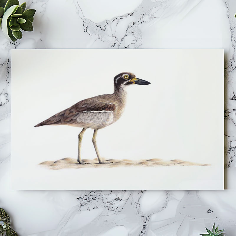 Beach Stone-curlew Greeting Card Australian Greeting Cards