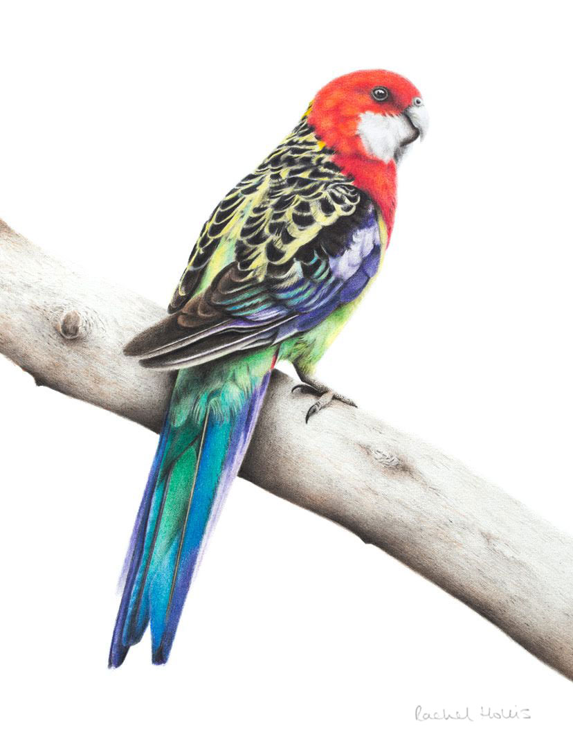 Eastern Rosella Print Eastern Rosella – Fine Art Print