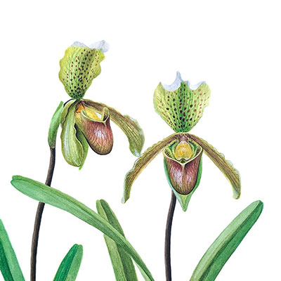 Splendid Paphiopedilum - Original Artwork