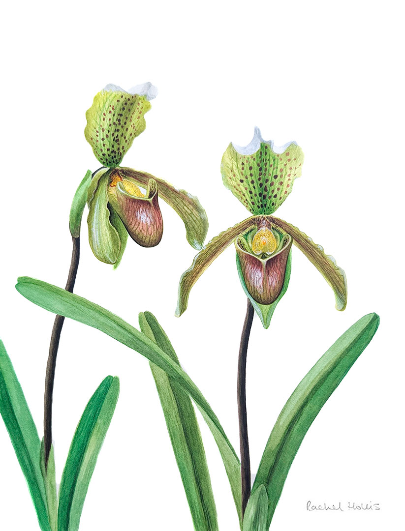 Slipper Orchid Painting Primrose Spider Orchid